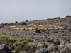 kilimanjaro-54