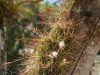 03-Copan-Ruins-26