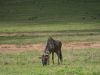 19-16-Ngorongoro-das-erste-Gnu