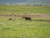19-24-Ngorongoro