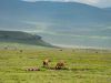 19-26-Ngorongoro-Hyaenen