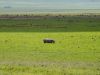 19-30-Ngorongoro-das-erste-Nilpferd