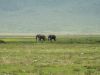 19-34-Ngorongoro-Elephanten-etwas-naeher