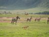 19-36-Ngorongoro