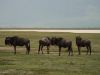 19-45-Ngorongoro