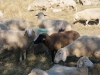 ein-schwarzes-schaf ein-schwarzes-schaf