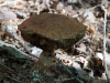 pilze-2 pilze-2