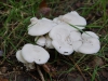 pilze-3 pilze-3