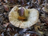 pilze pilze
