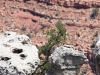14-grand-canyon-16